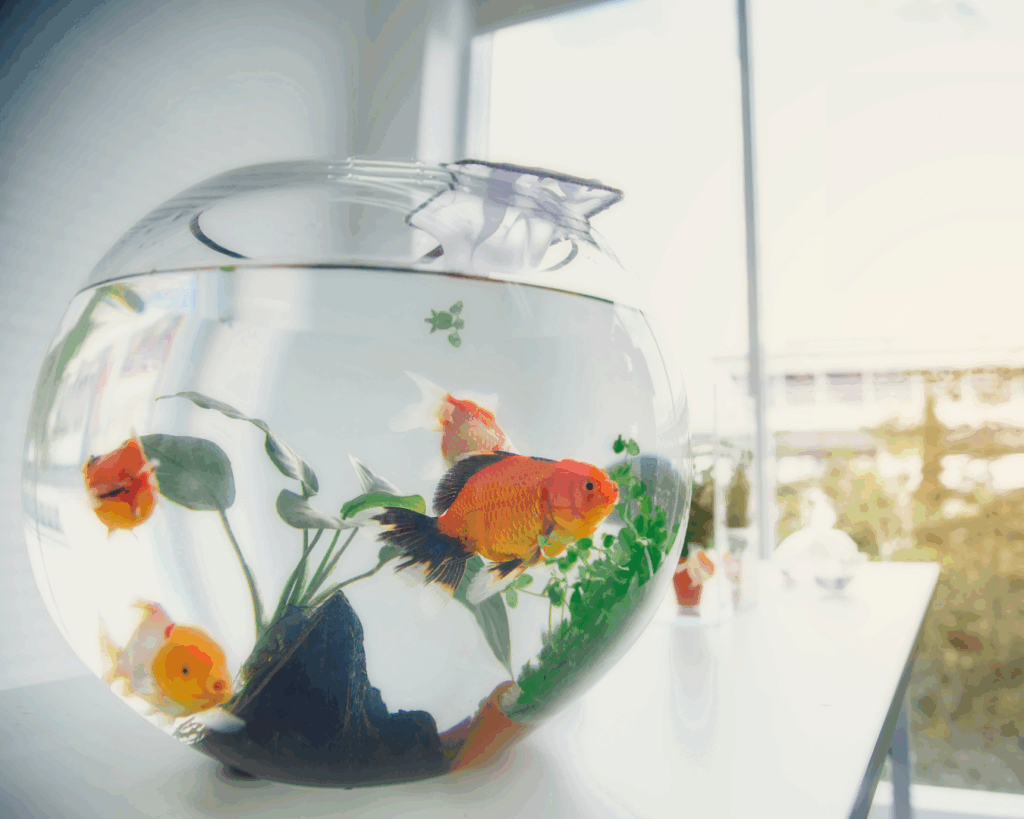 Bright photo of a clean fishbowl sitting on a desk near a window, with several plump goldfish floating among delicate greenery.